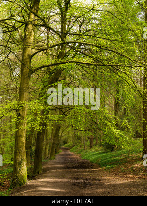 Percorso attraverso il bosco a Symonds Yat, vicino a Coleford, Foresta di Dean, REGNO UNITO Foto Stock