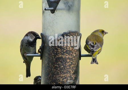 Verdone europeo (Carduelis chloris) e sparrow (Passer domesticus) su Bird Feeder Foto Stock