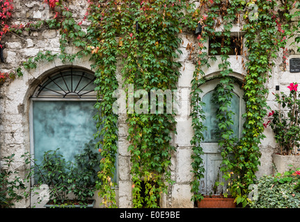 Vecchia facciata di edificio drappeggiati con fitta edera, St Paul de Vence, Provance, Francia Foto Stock