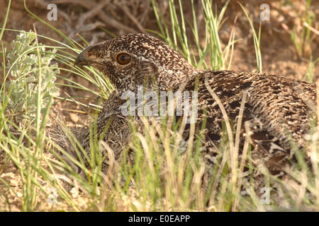 Una femmina di Sage Grouse seduto su un nido. Foto Stock