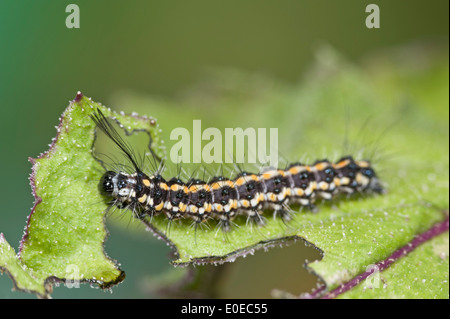 Australian gazza moth caterpillar Foto Stock