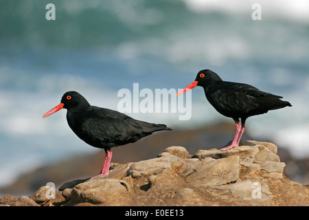 Coppia di neri africani (oystercatcher Haematopus moquini) sulle rocce costiere, Sud Africa Foto Stock