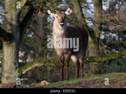 Femmina Defassa waterbuck (Kobus ellipsiprymnus) Foto Stock