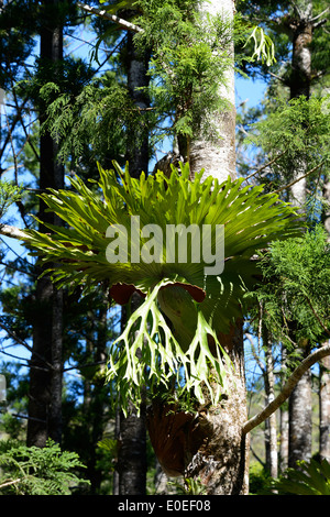 La Staghorn Fern (Platycerium superbum), l'Isola di Fraser, Queensland, QLD, Australia Foto Stock