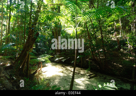 Wanggoolba Creek, l'Isola di Fraser, Queensland, QLD, Australia Foto Stock