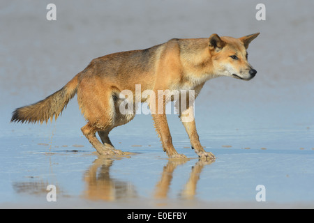 Dingo (Canis lupus dingo), l'Isola di Fraser, Queensland, QLD, Australia Foto Stock