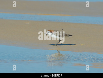 Maschio rosso-capped Plover (Charadrius ruficapillus), l'Isola di Fraser, Queensland, QLD, Australia Foto Stock