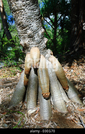 Pandanus spp, l'Isola di Fraser, Queensland, QLD, Australia Foto Stock