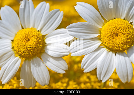 Due matricale blumi contro giallo sullo sfondo di fioritura Foto Stock