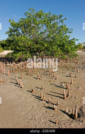 Alberi di mangrovie con la bassa marea, Vilanculos Coastal santuario, Mozambico, Sud Africa Foto Stock