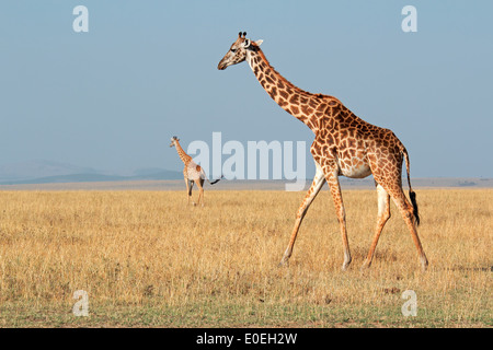 Masai giraffe (Giraffa camelopardalis tippelskirchi), il Masai Mara riserva nazionale, Kenya Foto Stock