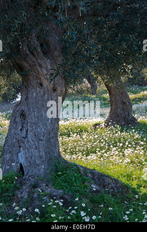 Alberi di ulivo (Olea europaea) sul campo dei fiori in primavera Foto Stock