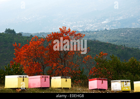 Alveari in autunno il paesaggio (Pelion Peninsula, Tessaglia, Grecia) Foto Stock