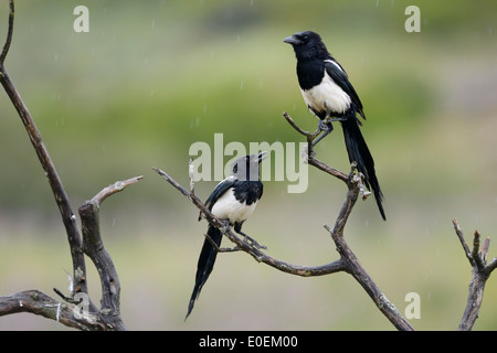 Due gazze (Pica pica) quarreling in una struttura ad albero. Foto Stock