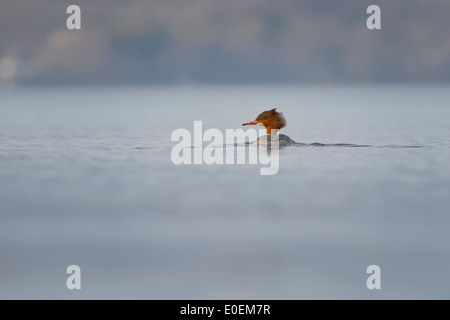 Comune (Merganser Mergus merganser) o smergo maggiore nuoto in acque blu del lago di Ginevra al crepuscolo. Foto Stock