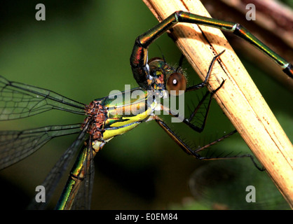 Femmina verde smeraldo Damselfly (Lestes viridis) aka Willow Emerald Damselfly, Western Willow Spreadwing durante l'accoppiamento Foto Stock