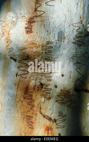 Scribbly Gum (eucalipto racemosa), l'Isola di Fraser, Queensland, QLD, Australia Foto Stock