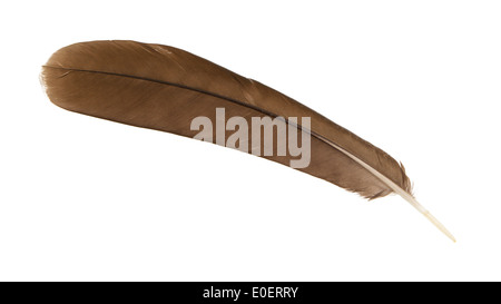 Grande femmina marrone peacock feather closeup, isolato Foto Stock