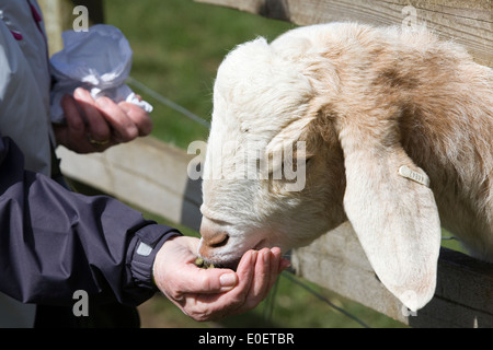 Alimentazione di una capra con pellet a mano Foto Stock