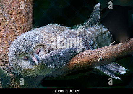 Habichtskauz, Strix uralensis, Hawk's gufi, cub è in stato di stop Foto Stock