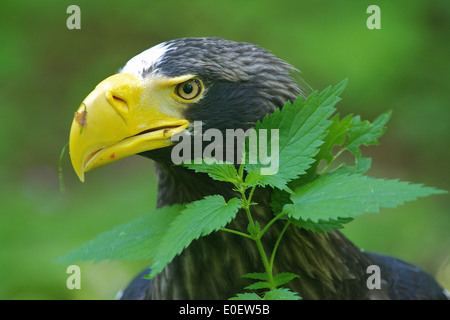 Der Riesenseeadler (Haliaeetus pelagicus),l'Steller's Sea Eagle Foto Stock