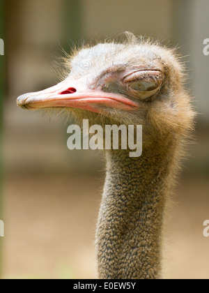 Struzzo in piedi in uno zoo a Saigon (Vietnam) Foto Stock