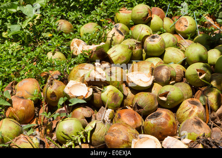 Pila di scartato gusci di noce di cocco in Vietnam Foto Stock