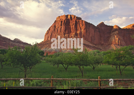 Frutteto e butte, storico fruita, Capitol Reef National Park nello Utah Stati Uniti d'America Foto Stock