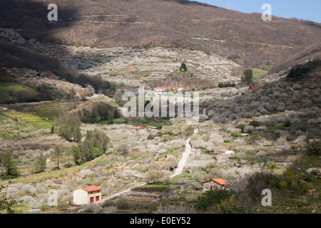 Fiori in Jerte Valley Foto Stock