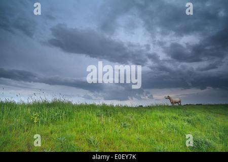 Pecore al pascolo oltre il cielo in tempesta, Olanda Foto Stock