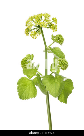 Alexanders,Smyrnium olusatrum, selvaggio fiore isolata contro bianco Foto Stock