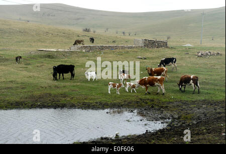 Arxan, la Cina della Mongolia Interna Regione Autonoma. 11 Maggio, 2014. Cattles pascolare sui prati in Arxan città, a nord della Cina di Mongolia Interna Regione Autonoma, 11 maggio 2014. © Zhang Ling/Xinhua/Alamy Live News Foto Stock