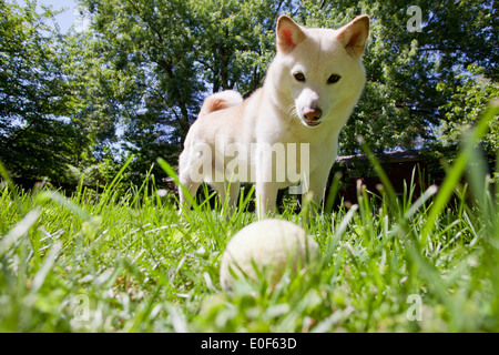 Shiba Inu giocando con la palla da tennis su prato Foto Stock