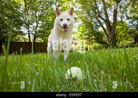 Shiba Inu giocando con la palla da tennis su prato Foto Stock