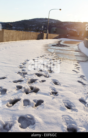 Orme nella neve su un marciapiede a Duluth, Minnesota. Foto Stock