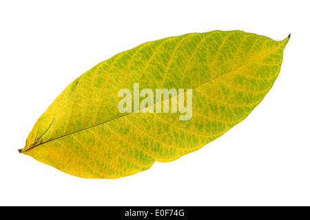 Foglio isolato Foto Stock