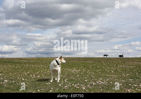 Un cane in piedi in un campo erboso guardando due altri cani dietro di lui. Foto Stock