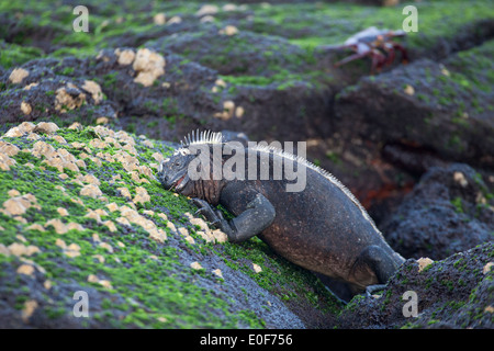 Iguana marina (Amblyrhynchus cristatus) che si nutre di alghe che crescono su rocce laviche nella zona intercorrente dell'isola di Fernandina Foto Stock