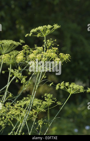 Il Porco di finocchio, peucedanum officinale Foto Stock