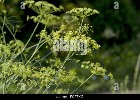 Il Porco di finocchio, peucedanum officinale Foto Stock