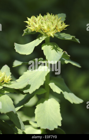 Radice dorata, Rhodiola rosea Foto Stock