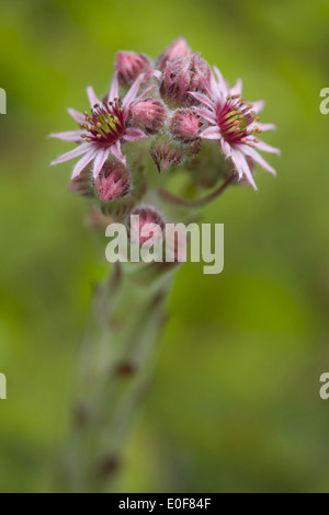 Semprevivo comune, sempervivum copernicia ssp. alpinum Foto Stock