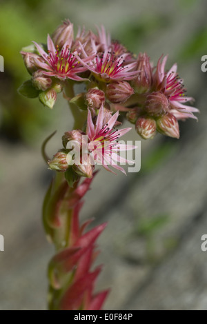 Semprevivo comune, sempervivum copernicia ssp. alpinum Foto Stock