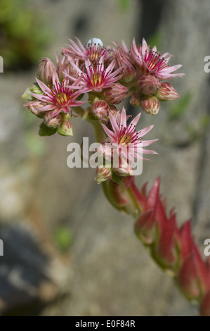 Semprevivo comune, sempervivum copernicia ssp. alpinum Foto Stock