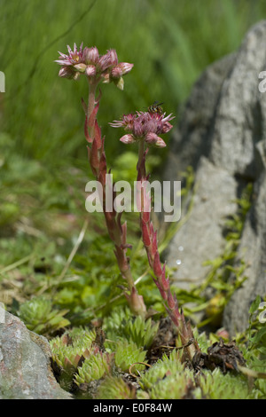 Semprevivo comune, sempervivum copernicia ssp. alpinum Foto Stock