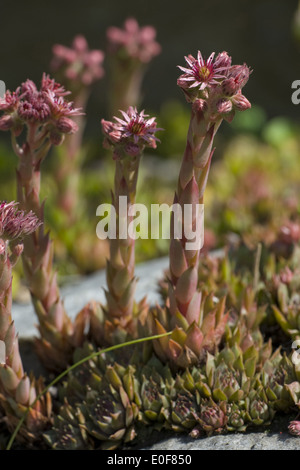 Semprevivo comune, sempervivum copernicia ssp. alpinum Foto Stock