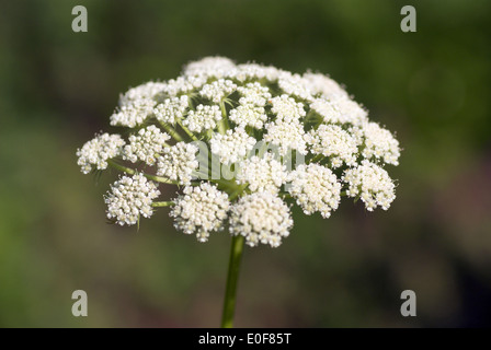 Seseli libanotis Foto Stock