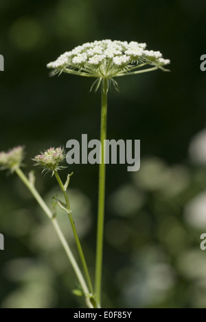 Seseli libanotis Foto Stock