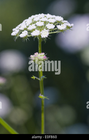 Seseli libanotis Foto Stock