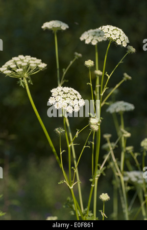 Seseli libanotis Foto Stock